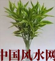 宁波十二生肖养什么植物最旺财运？你知道吗！